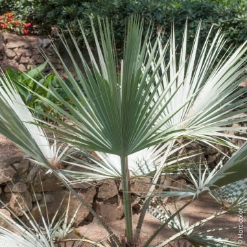 Petit palmier en pot pour petit jardin ou espace réduit, plein soleil –  Bleen