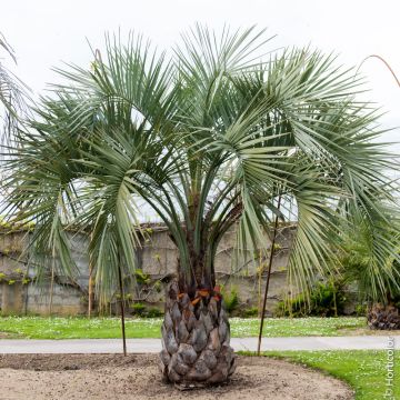 Palmier Butia capitata ou Butia odorata ou Palmier abricot