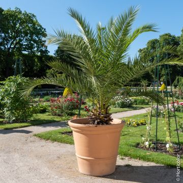 Palmier Phoenix canariensis ou palmier d’Hyères ou dattier des Canaries