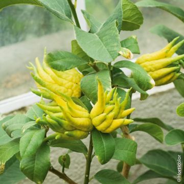 Cédratier Main de Bouddha ou citrus medica Digitata