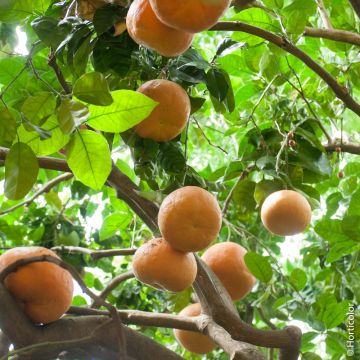 Oranger ou Citrus sinensis 