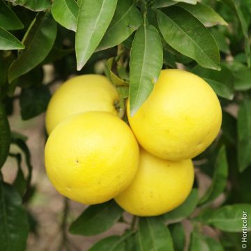 Pamplemousse Pomelo ou Citrus paradisi 