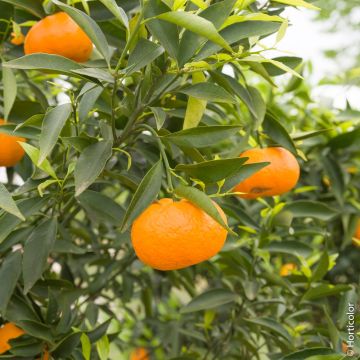 Mandarinier satsuma ou citrus deliciosa ou C. reticulata