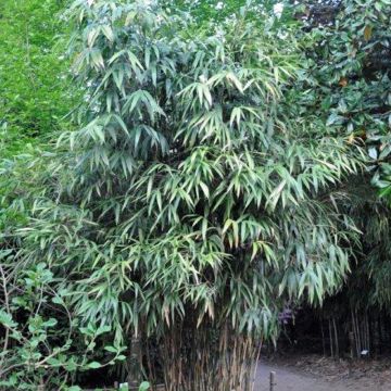 Bambou Pseudosasa japonica