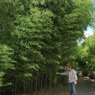 Bambou Phyllostachys nuda