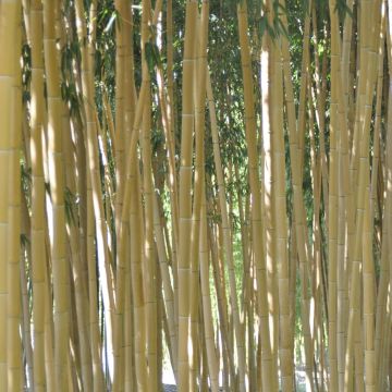 Bambou Phyllostachys vivax Aureocaulis