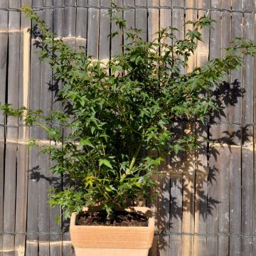 Erable du Japon ou Acer palmatum ‘Little Princess’