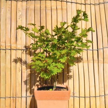 Erable du Japon ou Acer shirasawanum ‘Aureum’