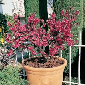 Nectarinier nain GARDEN BEAUTY ®