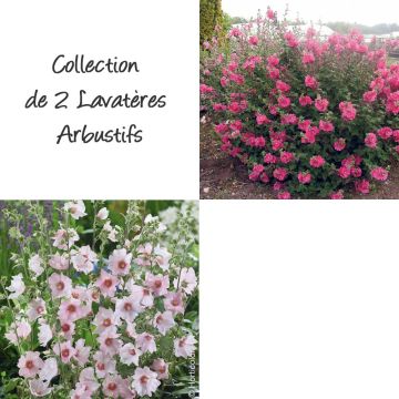 Collection de 2 lavatères arbustifs