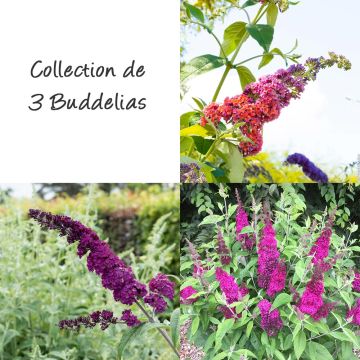 Collection de 3 buddleias