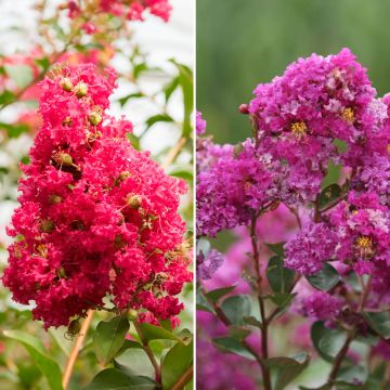 Collection de 2 Lagerstroemia ou Lilas des Indes