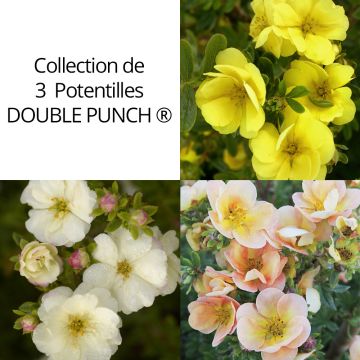 Collection de 3 Potentilles DOUBLE PUNCH ®
