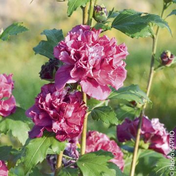 Althéa ou Hibiscus syriacus FRENCH CABARET ® Red ‘Mindour1’