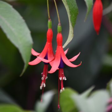 Fuchsia royal ou Fuchsia regia ‘Reitzii’