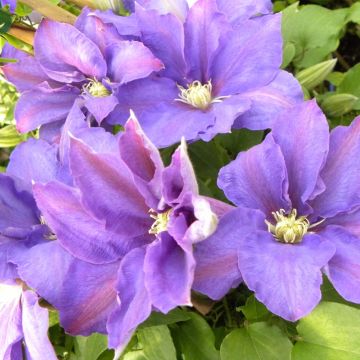 Clématite ou Clematis X 'H F Young'