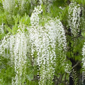 Glycine du Japon ou Wisteria floribunda 'Alba' Meilland Richardier