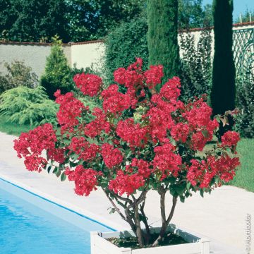 Lagerstroemia Collonges La Rouge, arbustes à fleurs Meilland Richardier