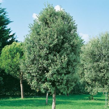 Chêne vert, Quercus ilex Meilland Richardier