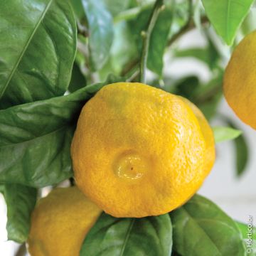 Citron Yuzu, Citrus X juno Meilland Richardier