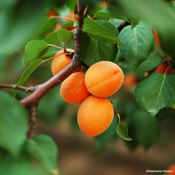 Abricotier Nain de jardins® Petit' Abri 