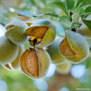 Amandier Nain de jardins® Mini Mandier 