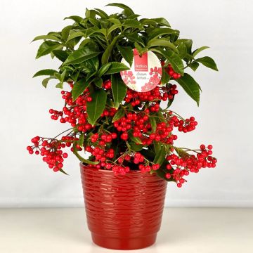 Ardisia crenata, ardisie, plantes de Noël Meilland Richardier