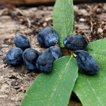 Baie de mai, Lonicera caerula var. kamtschatica Blue Velvet 