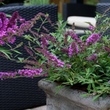 Mini-Buddleia FREE PETITE DARK PINK ® grappe de fleurs