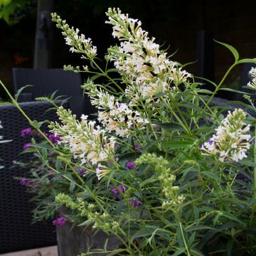 Mini-Buddleia FREE PETITE SNOW WHITE ® fleurs