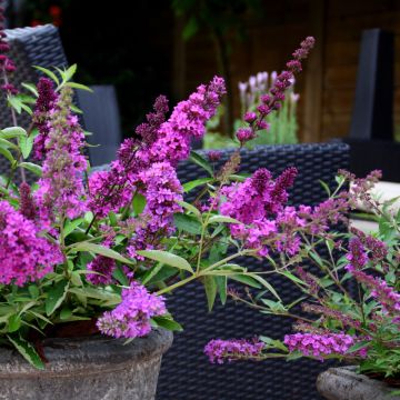 Mini-Buddleia FREE PETITE TUTTI FRUITTI ® en pot