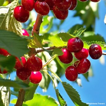 Cerisier Nain de jardins® Chérie Cherry