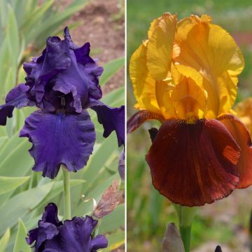 Collection iris