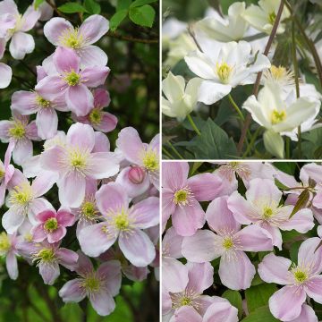 Collection de clématites à floraison précoce