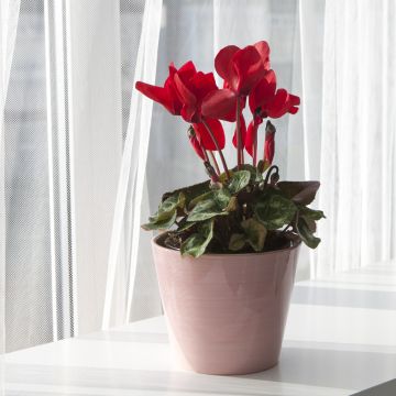 Cyclamen rouge de noël