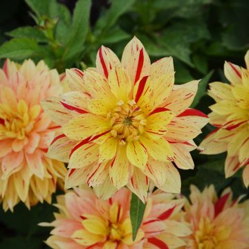 Dahlia nain double Janeiro