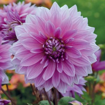 Dahlia nain double Mainau Romance - fleur simple