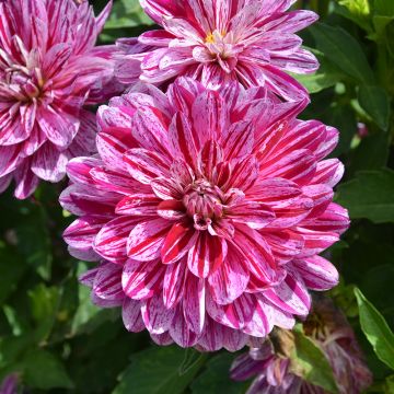 Dahlia nain double Pink Eighties 