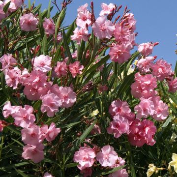 Les grandes fleurs du laurier rose Madame Allen ! 