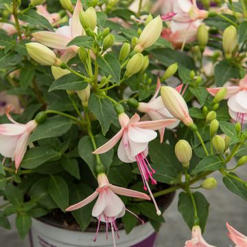 Fuchsia semi-retombant Bella® Sophia