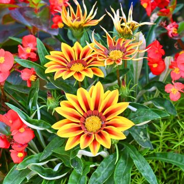 gazania red stripe