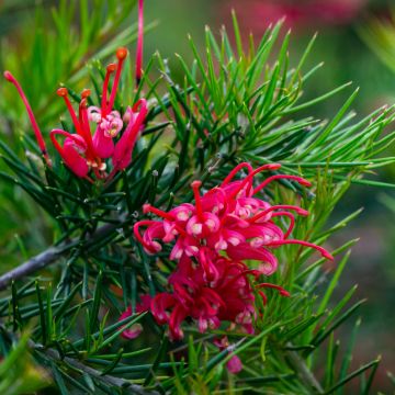 Gevillea Juniperina fleurs roses