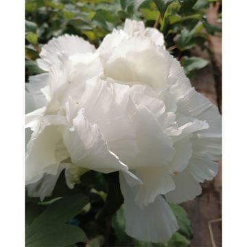 Pivoine arbustive ou Paeonia suffruticosa Hakuoh Jishi