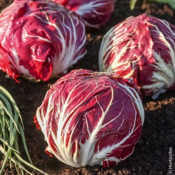 Chicorée à feuilles Palla Rossa