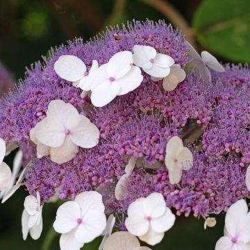 Hortensia aspera Anthony Bullivant 