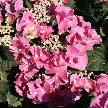 Hortensia macrophylla So long Starlit sky fleurs