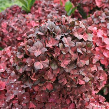 Hortensia Hydrangea macrophylla Chocolate EVER BELLES ® Hokomachoko, vente directe d'hortensias MEILLAND RICHARDIER, © Kolster/SAPHO