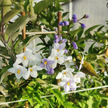 Solanum jasminoïdes, morelle faux-jasmin, grimpantes Meilland Richardier 