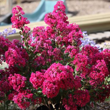LAGERSTROEMIA indica With Love ® Kiss