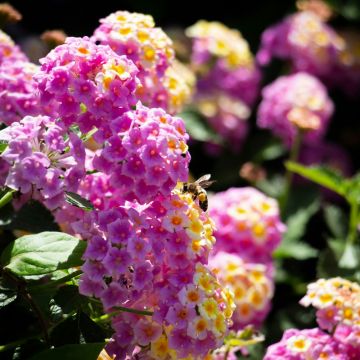 Lantana Bandana HOT PINK